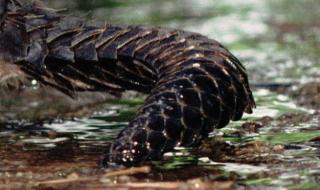 中华穿山甲 中华穿山甲